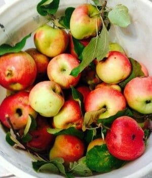 Bucket of freshly harvested apples